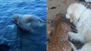 Őzgidát mentett ki a vízből a hős kutya – videó