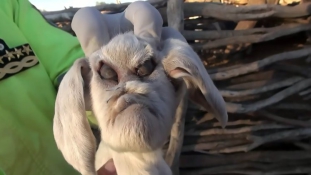 Démonfejű kecske született Argentínában