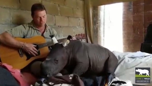 Bölcsődal a rinocéroszbébinek – videó