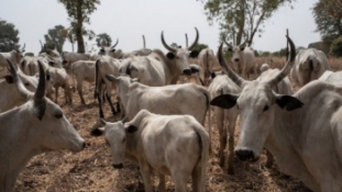 Véres harcok a marhapásztorok és a parasztok között Nigériában