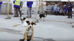 Csernobili kutyák százai segítenek a tudósoknak