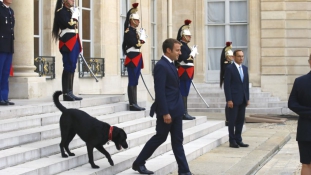 First Dog Párizsban – menhelyről érkezett az Elysée palotába Némó / videó