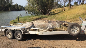 Ötméteres krokodilt lőttek fejbe Ausztráliában