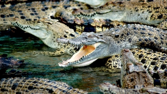 Vadásznak a krokodilra, aki megehette a nagymamát
