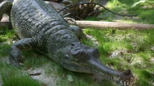 Krokodil a kertben