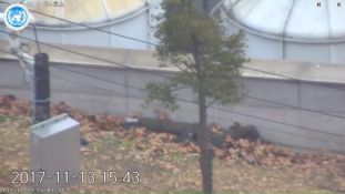 Korea: dezertálás golyózáporban – drámai videó az északi katona szökéséről