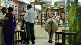 Vadkelet, avagy vallásháború a szent tehén körül Indiában