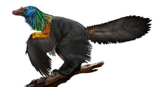 Holló nagyságú szivárványszínű dinó Kínából