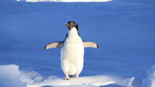 Pingvin a gumicsónakban – videó