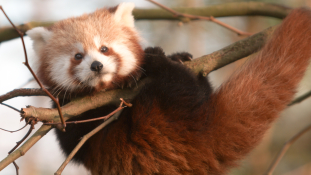 A vörösesbarna panda a vadorzók új célpontja – videó