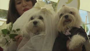 Esküvő kutyamódra – videó