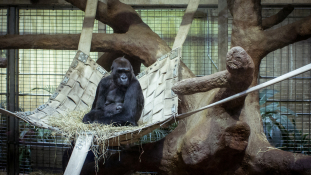 Gorillamama szül – videó
