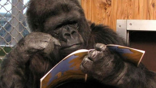 Meghalt a világhírű gorilla, aki Robin Williams barátja volt