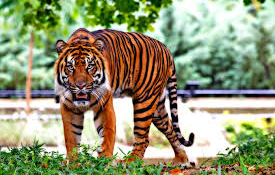 Élnek-e még tigrisek a vadonban 50 év múlva is?