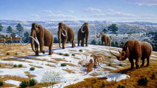 Feléleszthetik a gyapjas mamutokat egy 5.9 millió dolláros szibériai klónközpontban