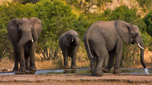 Szomjas elefántok leptek meg egy turistapárt Dél-Afrikában – videó