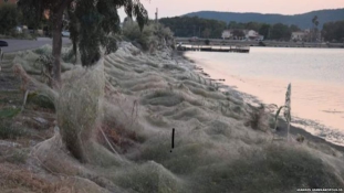 Gigantikus pókháló borítja a görög tengerpartot