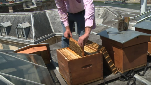 Párizsban virágzik a városi méhészkedés