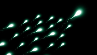 Spermiumokra hasonlító mikró robotok reformálhatják meg a gyógyászatot
