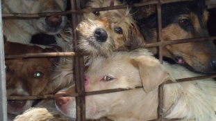 Betiltották a kutyahúst Hanoiban