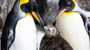 Hím pingvinpár nevel egy kispingvint – videó