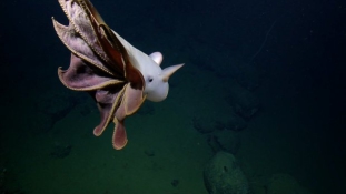 Dumbo, a ritka polip – videó