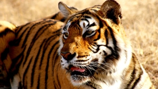 Gigantikus vadászat: elkapták az emberevő tigrist Indiában