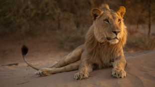 Namíbia oroszlánjai már fókákra és madarakra vadásznak