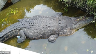 Éhes krokodilja falta fel a kutatónőt Indonéziában