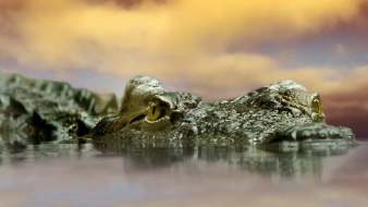 A rekordeső kígyókat és krokodilokat mosott az utcára Ausztráliában