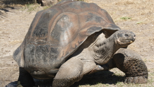 Mégsem halt ki az óriásteknős a Galápagos-szigeteken