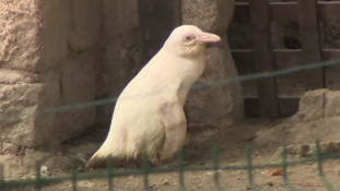 Fiú-e vagy lány a világ egyetlen fogságban élő albínó pingvinje?