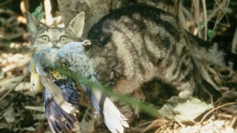 Tíz ausztrál dollár egy kóbor macska skalpjáért