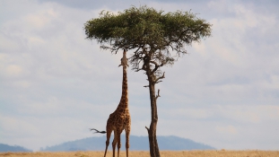 Szép lassan ők is kihalhatnak: a zsiráfok is veszélyben vannak
