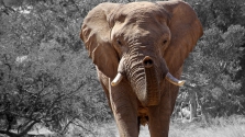55 elefánt éhezett halálra két hónap alatt Zimbabwe legnagyobb nemzeti parkjában