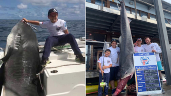 314 kilós cápát fogott egy kisfiú Ausztráliában