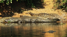 Kivájta a krokodil szemét a kislány, hogy megmentse a barátját