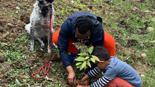 Világrekord – 350 millió fát ültettek 12 óra alatt Etiópiában