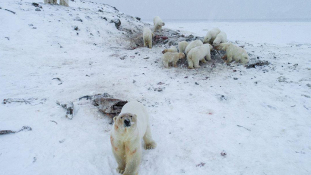 56 éhes jegesmedve kerítette körbe a csukotkai falut