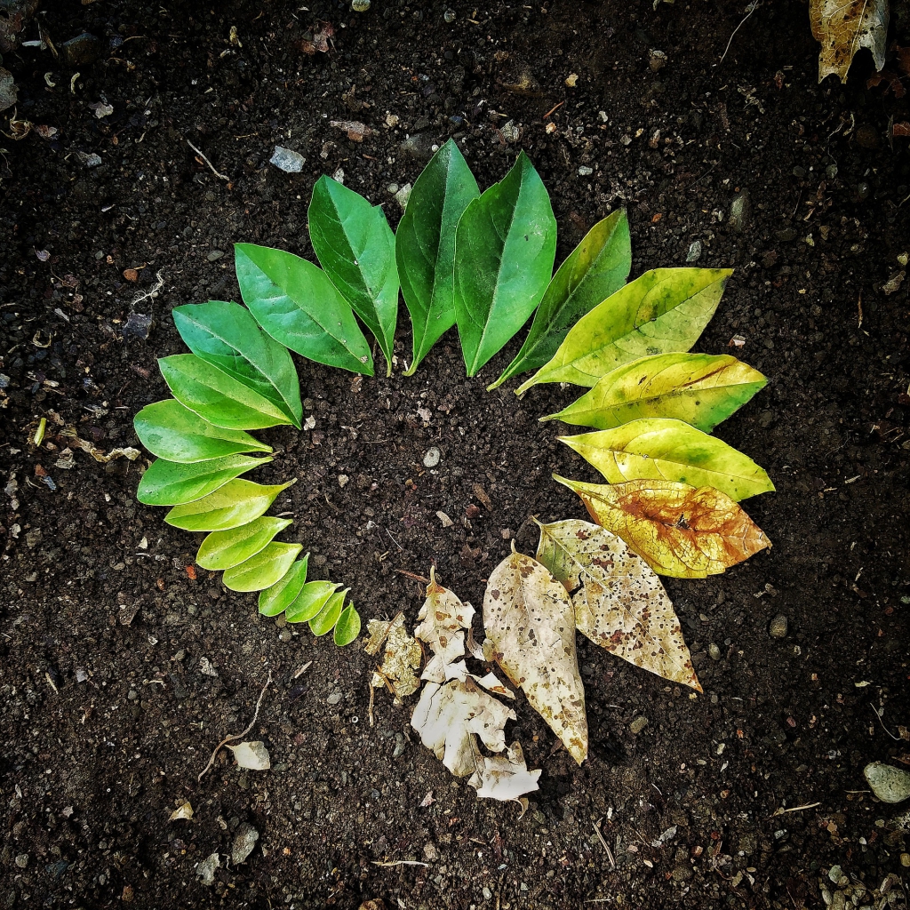 leaf-3341897_1920