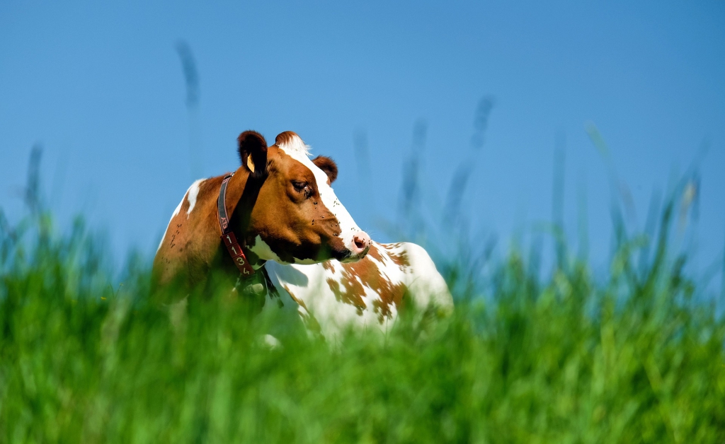 cow-1374685_1920