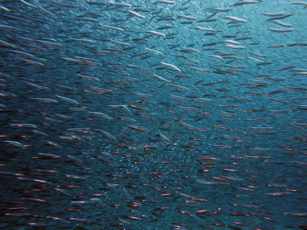 fish-1656504_1920