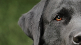 Szimat vagy teszt? A kutyák 94 százalékos hatékonysággal jelezték a koronavírust