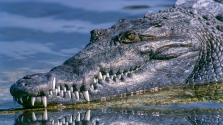 Majdnem leharapta a fejét a krokodil egy ausztrál úszónak