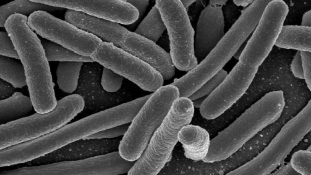 Rezisztens baktériumot találtak a Rióban