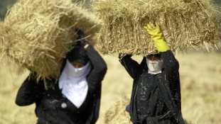 Súlyos válság az iraki mezőgazdaságban