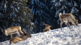 Élve temeti el az állatokat a szibériai hó