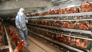Kína óvatos: betiltotta az amerikai csirke behozatalát