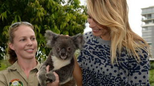 A világ minden tájáról küldtek kesztyűket a megsérült koaláknak