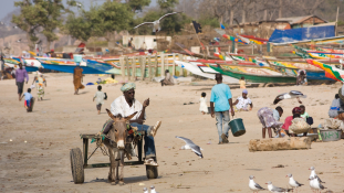 A szigor, a közvetlen ellenőrzés éve jön Gambiában